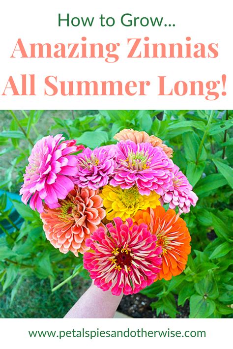 5 Tips For Growing Amazing Zinnias Petals Pies And Otherwise
