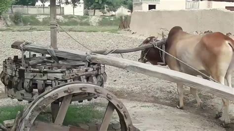 Rahat Persian Wheel Old Irrigation System In Punjab Pakistan Old