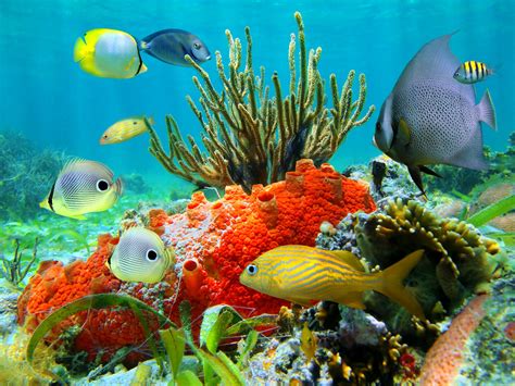 Fish Fishes Underwater Ocean Sea Sealife Nature Wallpapers Hd