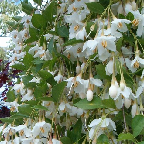 Shop for early richmond, montmorency and other sour cherry trees! Styrax 'Fragrant Fountain' | Fragrant plant, Trees to ...