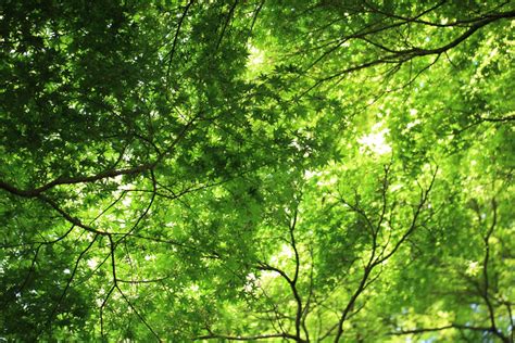 무료 이미지 나무 분기 햇빛 꽃 녹색 높은 밀림 식물학 초목 열대 우림 낙엽 5d 고용하다 삼림지