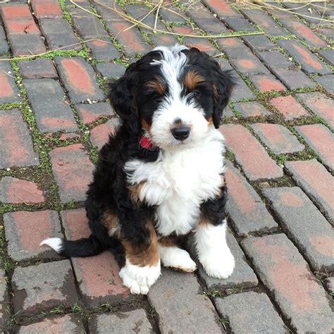 Bernedoodle Babe Bernedoodle Bernedoodlepuppy Cute Dogs