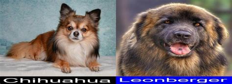 Chihuahua Versus Leonberger Final Verdict On Which One Is A Better Pet