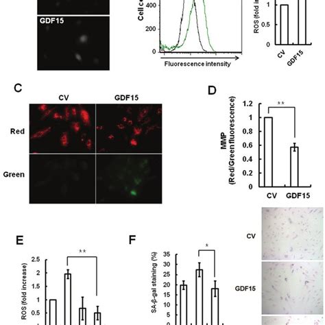 Cellular Senescence Induced By Gdf15 Via The P16 Signaling Pathway A
