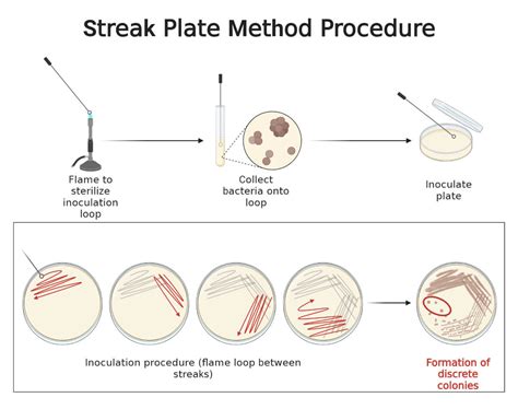 Streak Plate Method Principle Types Methods Uses