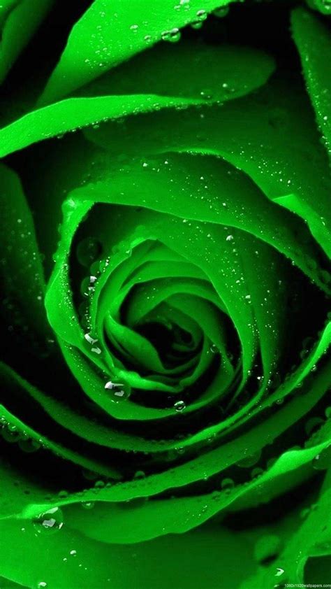 Details More Than 78 Green Rose Wallpaper Hd Best Vn