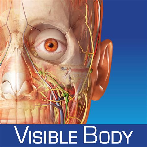Human Anatomy Atlas Sp Free 3d Anatomical Models Of The Human