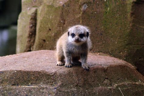 The 20 Cutest Baby Meerkat Pictures On The Entire Internet Neatorama