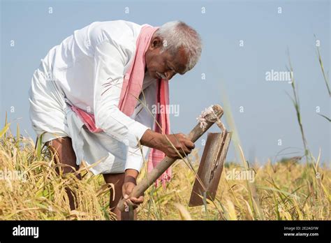 India Farmer Busy Working On Agricultural Farmland By Using Hand Hoe Or