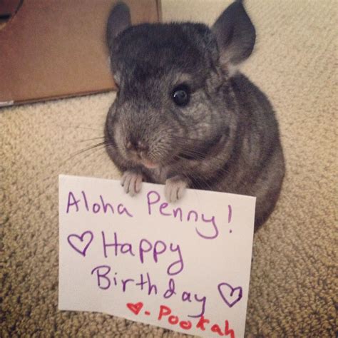 Pookah The Chinchilla Has A New Job Holding Birthday Greetings