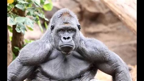 Silverback Gorilla Strength Bwindi Impenetrable National Park