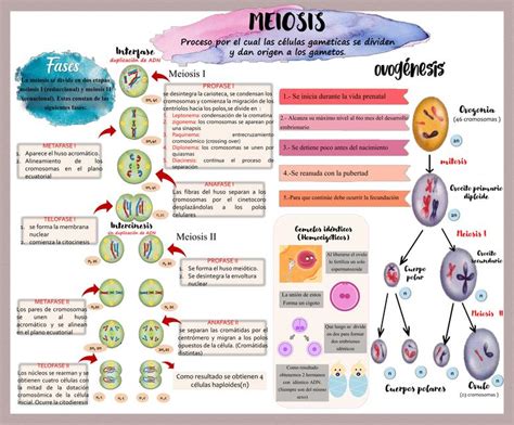 Meiosis Célula Biología Celular Udocz