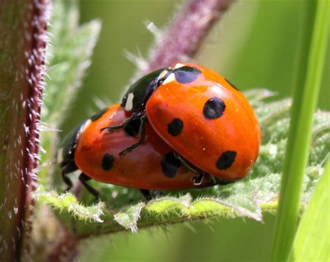 lady bugs flickr