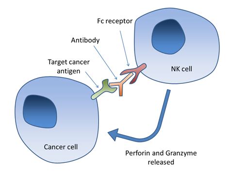 NK Cell Mediated Cytotoxicity