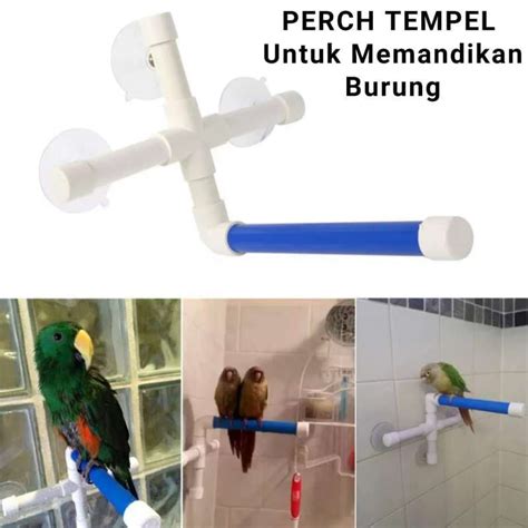 Jual Tangkringan Perch Multifungsi Untuk Memandikan Burung Parrot Di