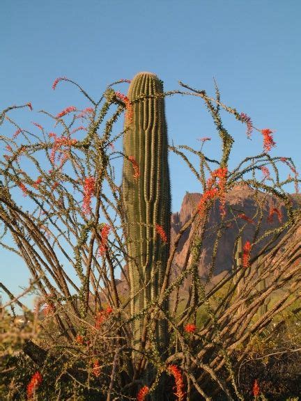 Apache Junction Cactus Flower Cacti And Succulents Apache Junction