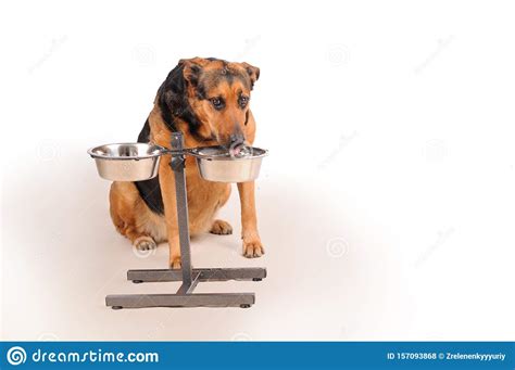 Dog Drinking A Water From Own Plate Stock Photo Image Of Feed