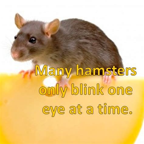 Hamster Fact Many Hamsters Only Blink One Eye At A Time Animal Facts