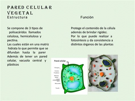Célula Eucariota Y Sus Orgánulos By Steven Carrillo Issuu