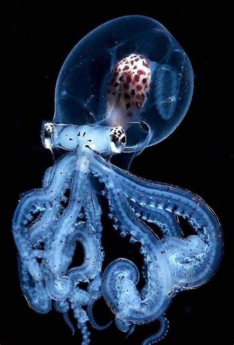 Rhbrbs Deep Sea Creatures Beautiful Sea Creatures Octopus Photography