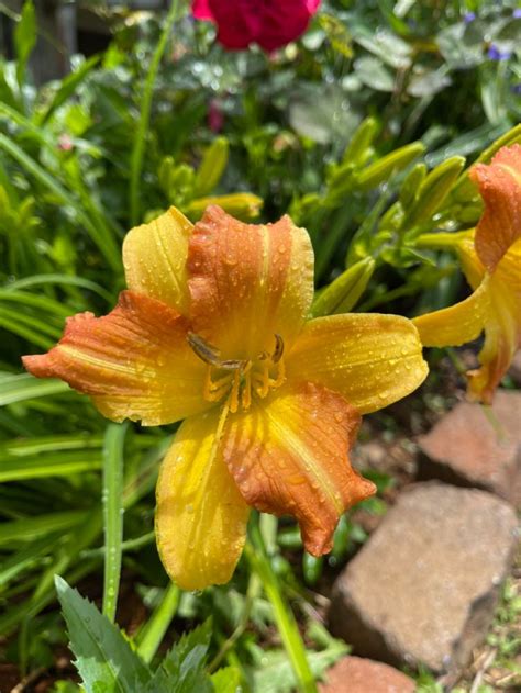 Everyday Yellow Punch Daylily 2021 Day Lilies Yellow Punch Plants