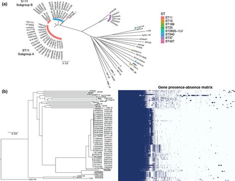 Core Genome Snp Phylogeny And Gene Presence Absence Matrix Of 70 K