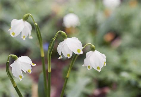 How To Grow And Care For Snowdrop Flower