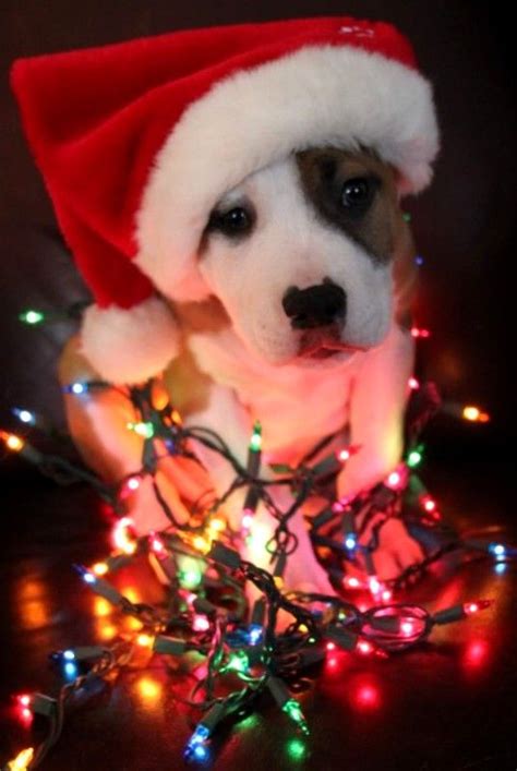 Christmas puppy christmas animals merry christmas christmas desktop xmas christmas time cute puppies dogs and puppies luis pasteur. 20+ Well-dressed Dogs Ready For Christmas | FallinPets