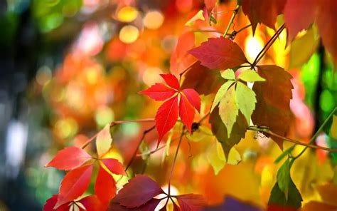 Best Places To See Virginias Colorful Fall Leaves