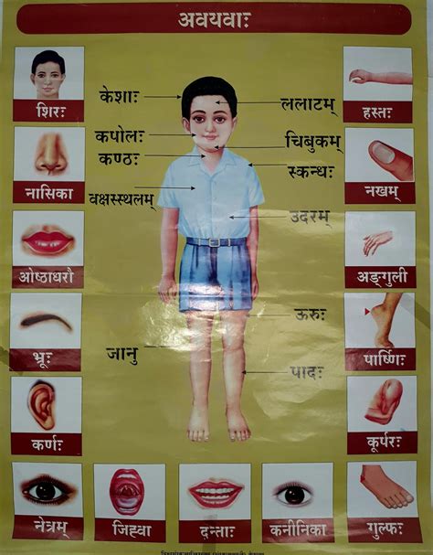 शरीरस्य अङ्गानां नामानि Name Of Body Parts In Sanskrit