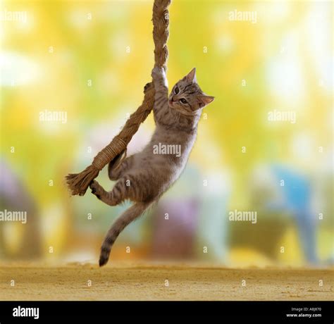 Tightrope Cat Hi Res Stock Photography And Images Alamy