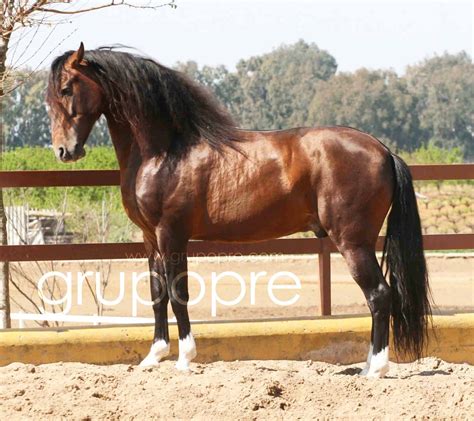 Grupo Pre La Web Del Caballo De Pura Raza Española Andalusian Horse