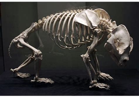 Ailuropoda Microta The Earliest Known Ancestor Of Giant Panda R