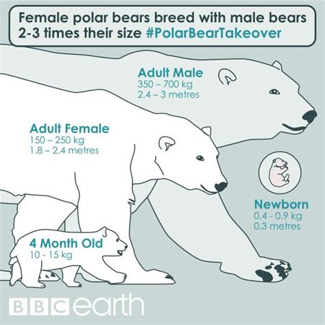 Polar Bear Size Comparison