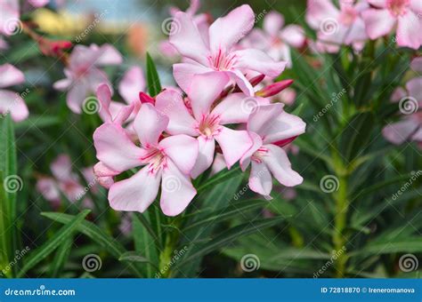 Den Rosa Oleander Blommar Den Naturliga Bukettcloseupen Arkivfoto