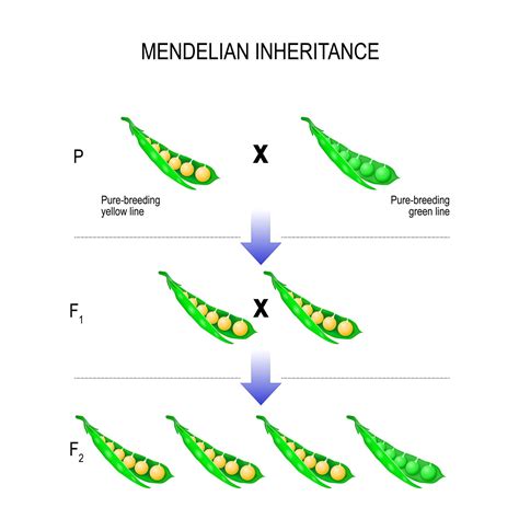 Mendels Law And Mendelian Genetics Biology Online Tutorial Images And Photos Finder
