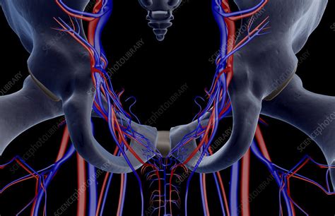 The Blood Vessels Of The Pelvis Stock Image F0016362 Science
