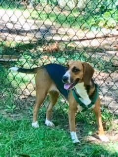 Free cancellationreserve now, pay when you stay. Beagle dog for Adoption in Tallahassee, FL. ADN-715287 on ...