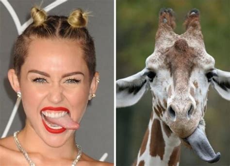 Giraffe And Miley Cyrus Funny Similar Things Photography 5