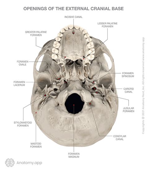 External Cranial Base Encyclopedia Anatomyapp Learn Anatomy 3d