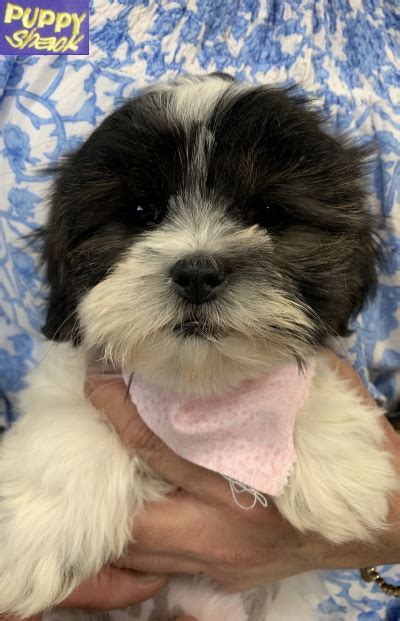 It's important to resist your dog's innate it's recommended to get your shih tzu used to having their mouth, ears, and paws handled as a puppy and rewarding them for grooming sessions. Puppy Shack - Puppies for sale Brisbane, Queensland ...
