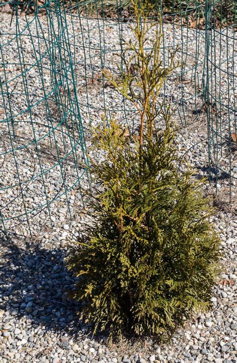 Photo Of The Entire Plant Of Arborvitae Thuja Occidentalis North Pole