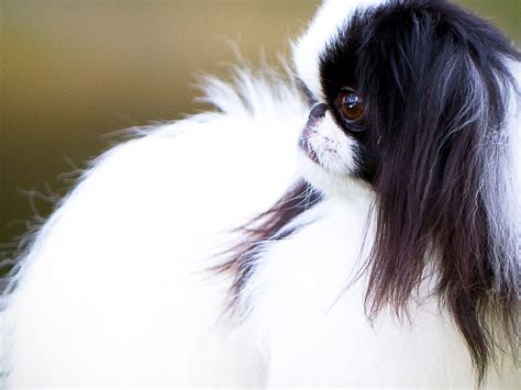 Roxanne Aldridge Japanese Chin Puppies For Sale In Plant City Fl