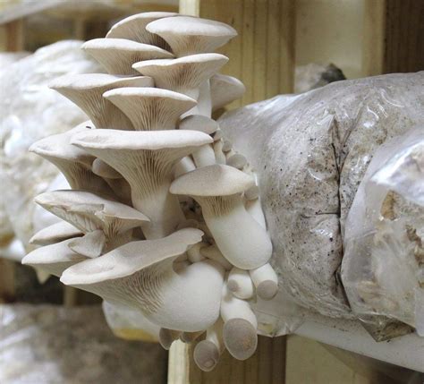 King Oyster Mushroom Growing