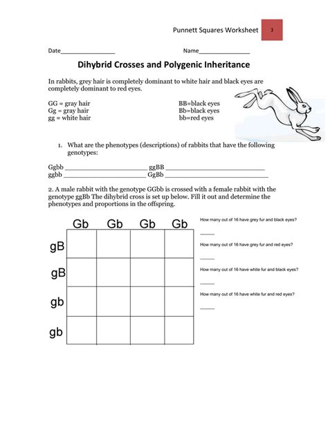 Ggbb gray fur, red eyes ggbb white fur, black eyes ggbb white fur, red eyes ggbb gray fur, black eyes 2. Dihybrid Cross Punnett Square Worksheet | Free Printables ...