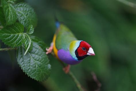 Gouldian Finch 5k Retina Ultra Hd Wallpaper And Background Image