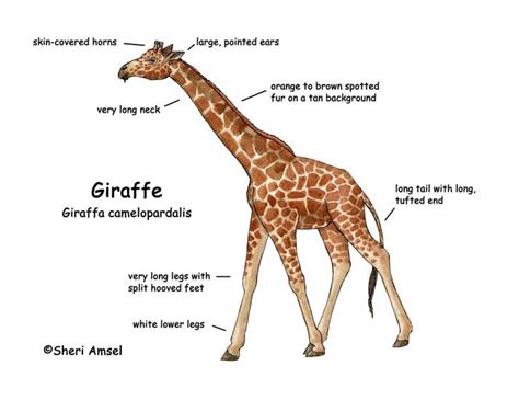 Pin By Janette Granados On Kids Education Giraffe Giraffe Facts For