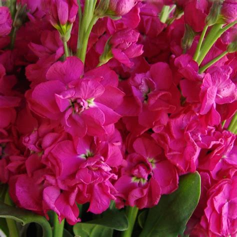 Stock Flower Stock Pink Charlotte Flower Market Stock Comes In A