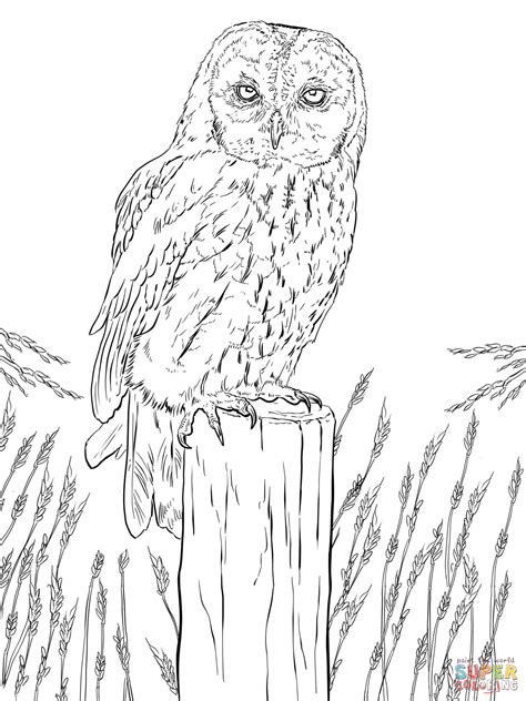 tawny owl coloring page  printable coloring pages