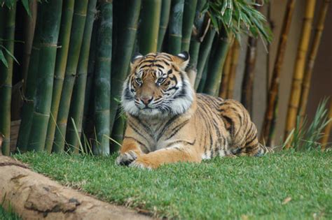 Tiger 15 By Chunga Stock On Deviantart